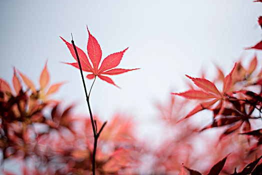 花花草草一世界