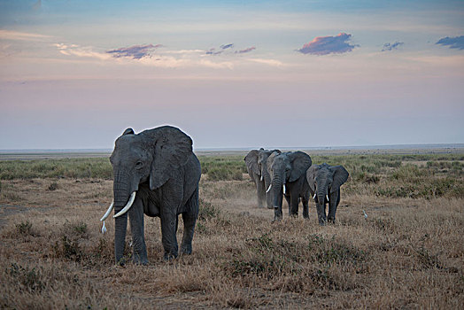 非洲大象111