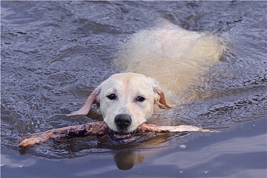 拉布拉多犬,水