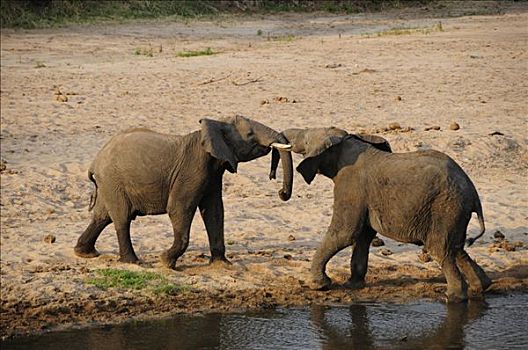 争斗,非洲,灌木,雄性动物,大象,非洲象,河,公园,坦桑尼亚