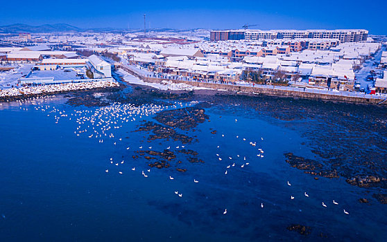 航拍山东威海俚岛镇烟墩角拍摄的冬天雪地天鹅风景