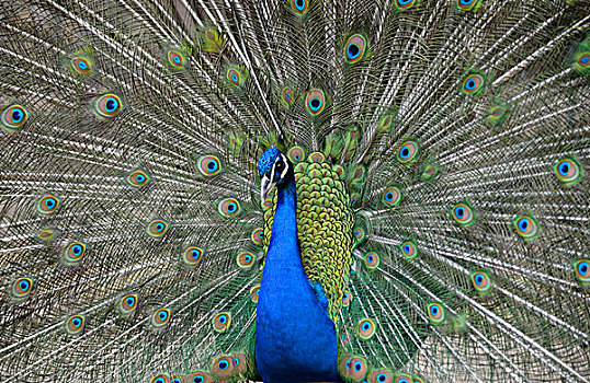 蓝色,孔雀,蓝孔雀,示爱,羽毛,马略卡岛,巴利阿里群岛,西班牙,欧洲