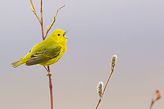 黄色,鸣禽,唱