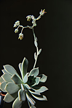 植物,肉质,芙蓉雪莲,芙蓉雪莲花