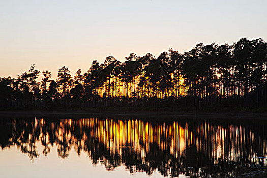 日落,长,松树,区域,大沼泽地国家公园