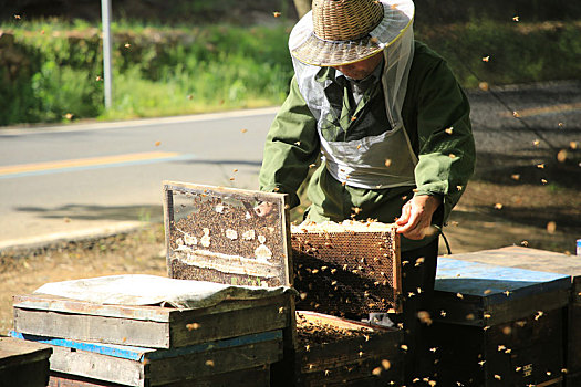 山东省日照市,又是一年槐花季,养蜂人闻香而来采蜜忙