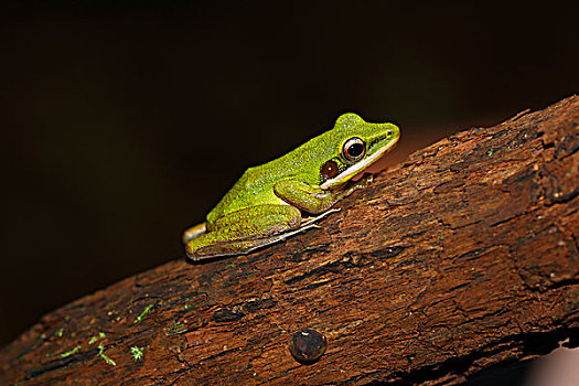 青蛙,热带雨林,沙捞越,婆罗洲,马来西亚,亚洲