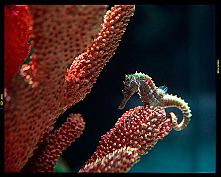 海底生物