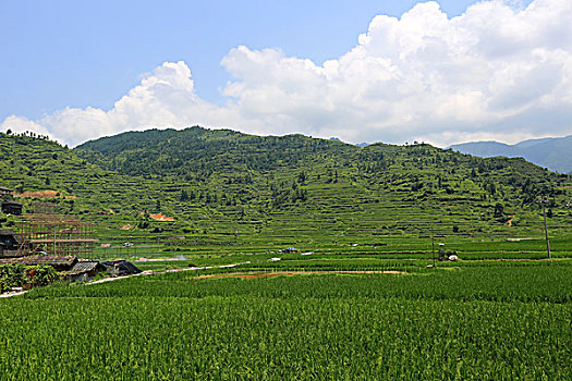 西江千户苗寨农田风光