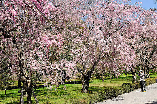 日本,京都,二条城,花园,樱桃树,开花