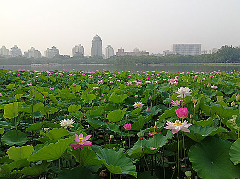 北京莲花池公园