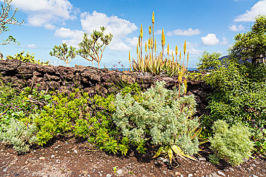 植物,石墙,火山岩,石头,几内亚,加纳利群岛,西班牙