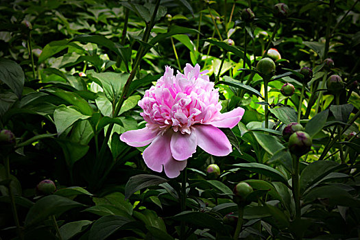 美丽芍药,芍药花