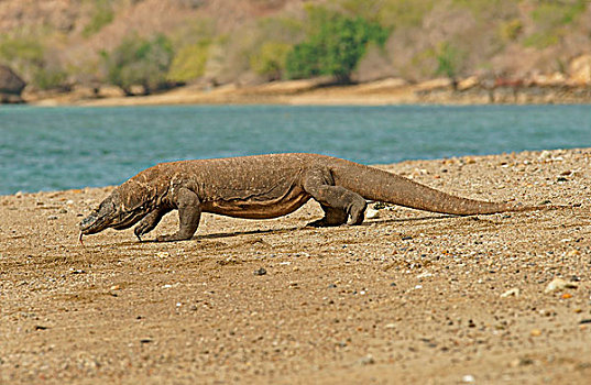 科摩多巨蜥,林卡岛,科莫多国家公园,印度尼西亚,亚洲