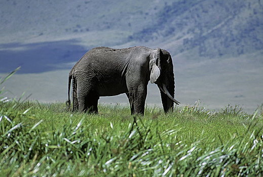 坦桑尼亚,恩戈罗恩戈罗火山口,大象,雄性动物