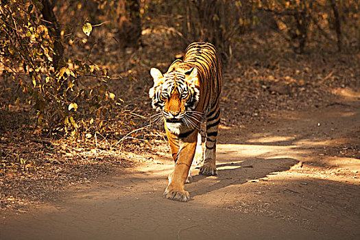 虎,公园,拉贾斯坦邦,印度