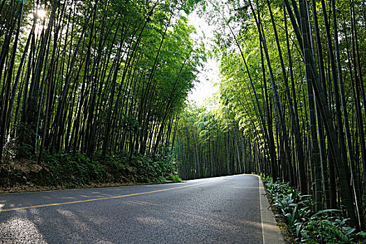 汽车素材,漂亮的竹林中的沥青路面