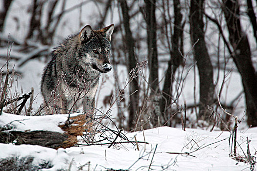 灰狼,狼,喀尔巴阡山脉地区,波兰