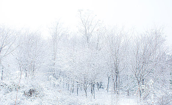 雪景