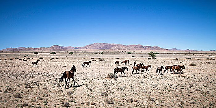 野马,纳米布沙漠