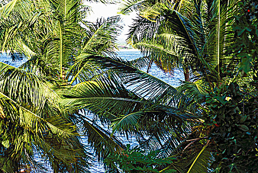 肯尼亚,棕榈树,边缘,泻湖