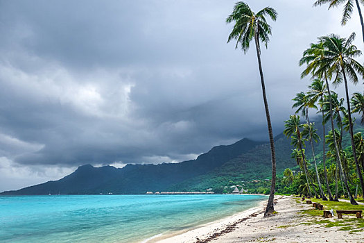 棕榈树,海滩,茉莉亚岛,岛屿