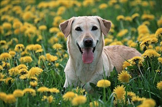 拉布拉多犬