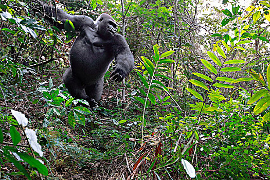 西部低地大猩猩,大猩猩,15岁,银背大猩猩,防护,群,局部,高原,国家公园,加蓬,次序