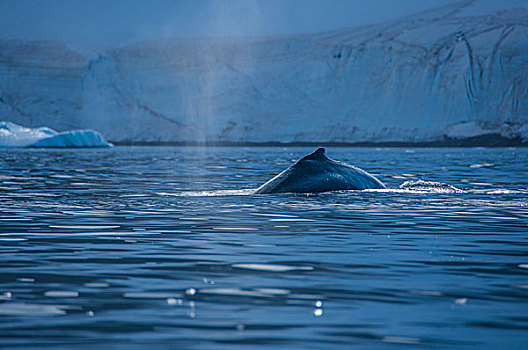 南极冰川鲸鱼喷水