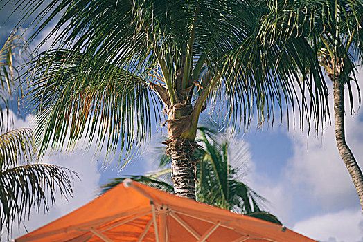 棕榈树,海滩,博奈尔岛,岛屿,加勒比