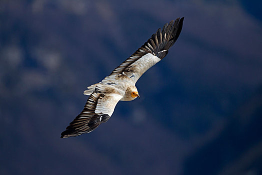 白兀鹫,埃及秃鹫,飞行,比利牛斯山脉,阿拉贡,西班牙,欧洲