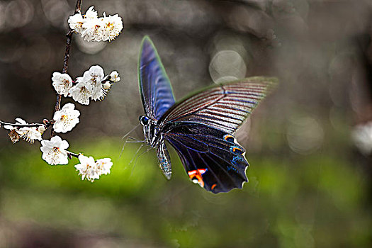 蝴蝶,漂亮,花