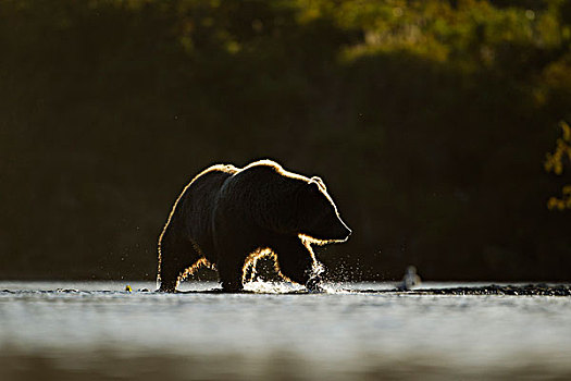 美国,阿拉斯加,卡特麦国家公园,大灰熊,棕熊,走,三文鱼,卵,河流,湾,日落,秋天,晚间