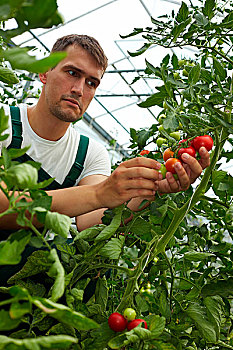 检查,西红柿,温室