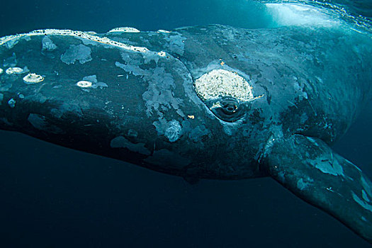 南露脊鲸,瓦尔德斯半岛,阿根廷