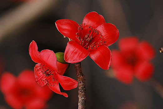 广州市花红棉花特写