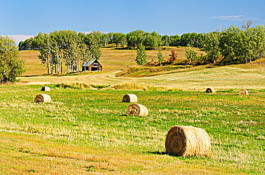 农田,干草包,老,谷仓,区域,不列颠哥伦比亚省,加拿大