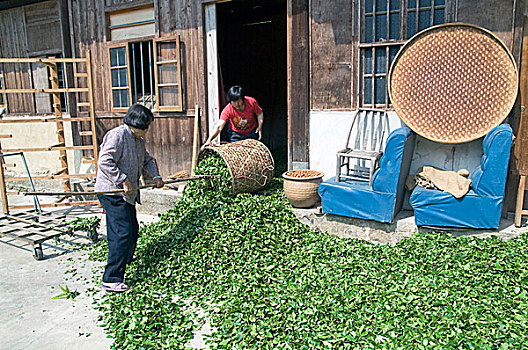 弄干,茶叶,丰收,福建,中国,五月,2009年