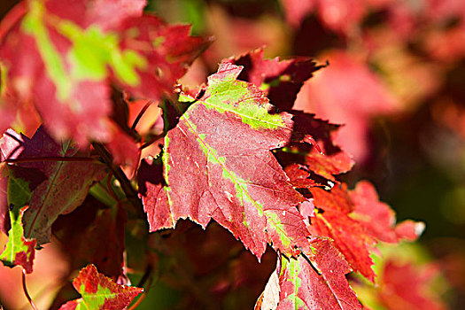 秋色,叶子,枫树,深秋,新罕布什尔,新英格兰,美国