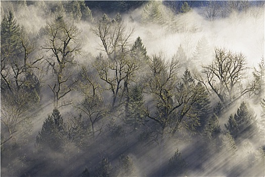 太阳光线,雾气,树林