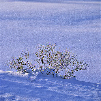 树,遮盖,地点,冬天,碧玉国家公园,艾伯塔省,加拿大