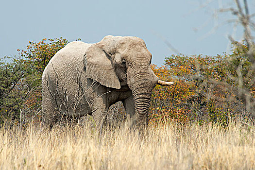 非洲象,高草,埃托沙国家公园,纳米比亚,非洲