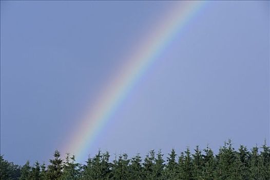 彩虹,上方,树,萨尔茨堡,奥地利