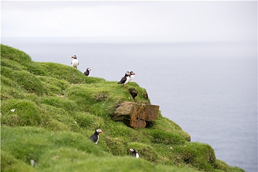 大西洋海雀,角嘴海雀,北极,生物群