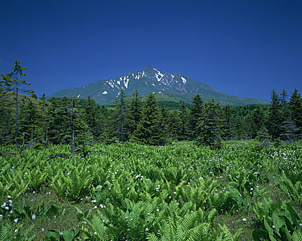 羊胡子草,湿地