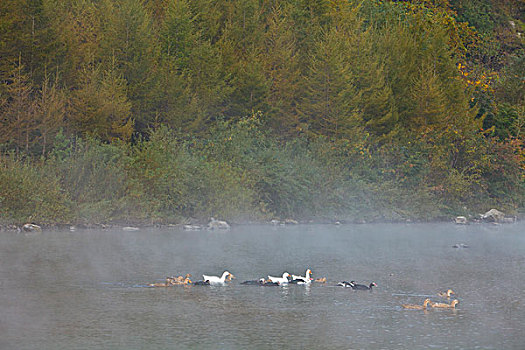 湖,水面,雾气,蒸腾,白雾,水蒸气,缥缈,仙境,灵性,家禽,鸭子,鹅,游动,自在,安静,自然,风光