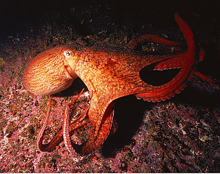 水下视角,巨型太平洋章鱼,不列颠哥伦比亚省,加拿大