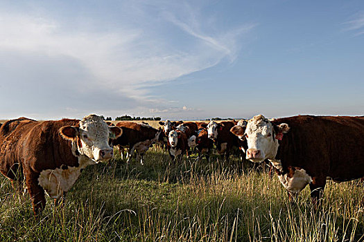 牧群,牛肉,牛,地点,艾伯塔省,加拿大