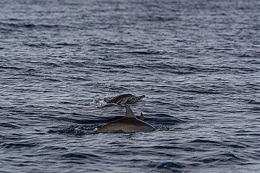 海豚,游动,印度洋