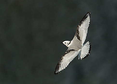 黑脚三趾鸥,三趾鸥,幼小,飞行,自然保护区,东方,约克郡,英格兰,英国,欧洲